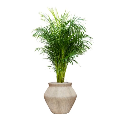 Areca lutescens in Mineral